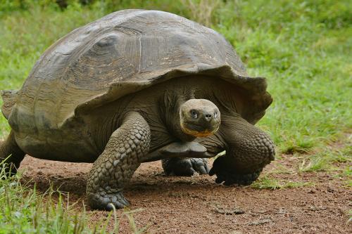 Tortuga gigante de Galápagos