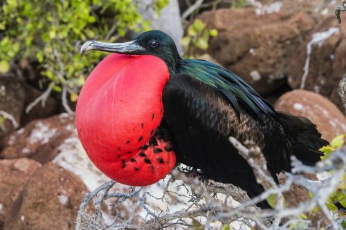 Great and Magnificent Frigatebirds